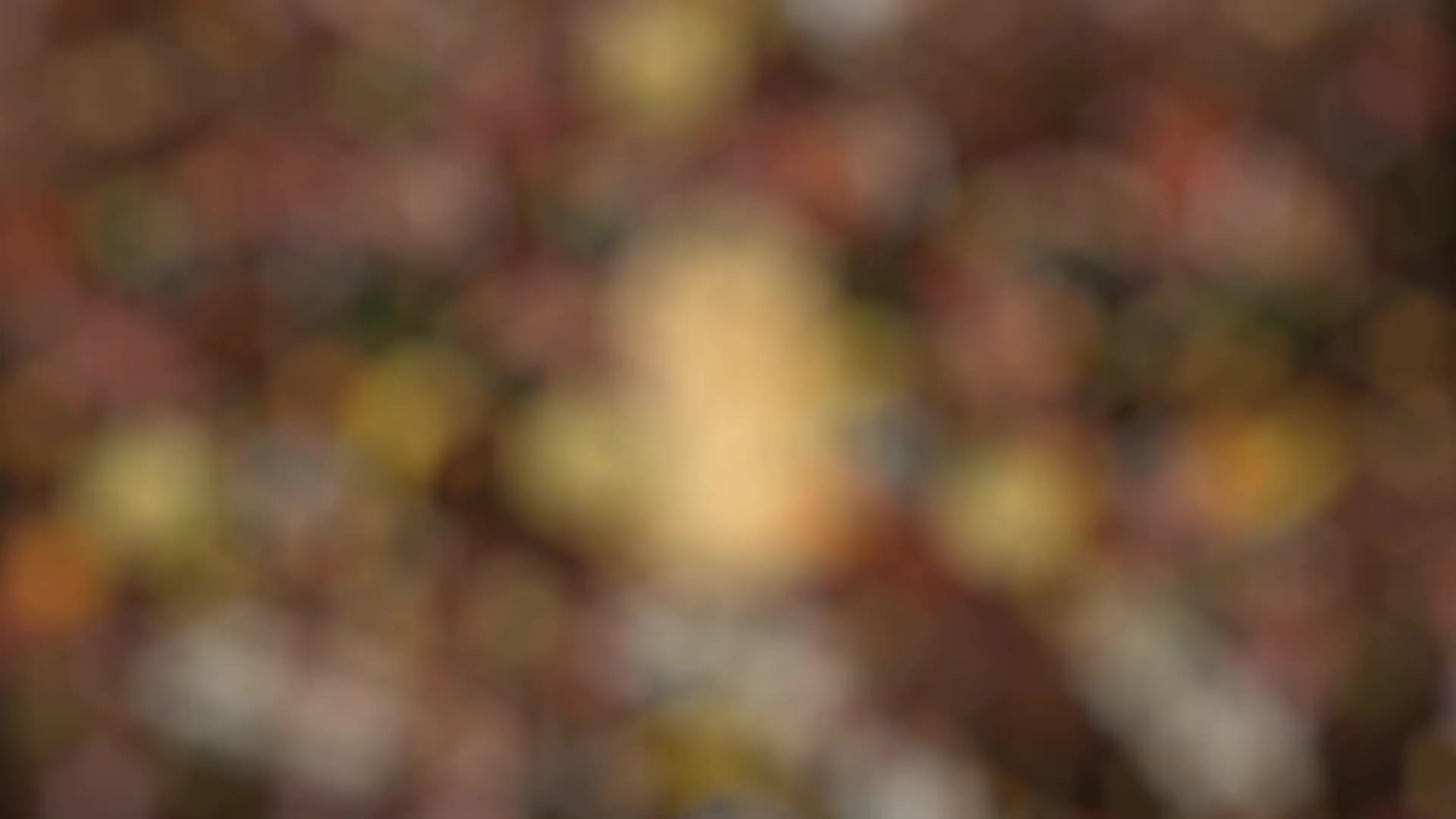  Cream Puff  3RD Part Show Pest